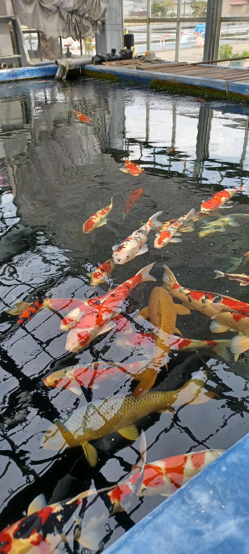 しょう1188さんの光明石温泉 福岡の湯のサ活写真