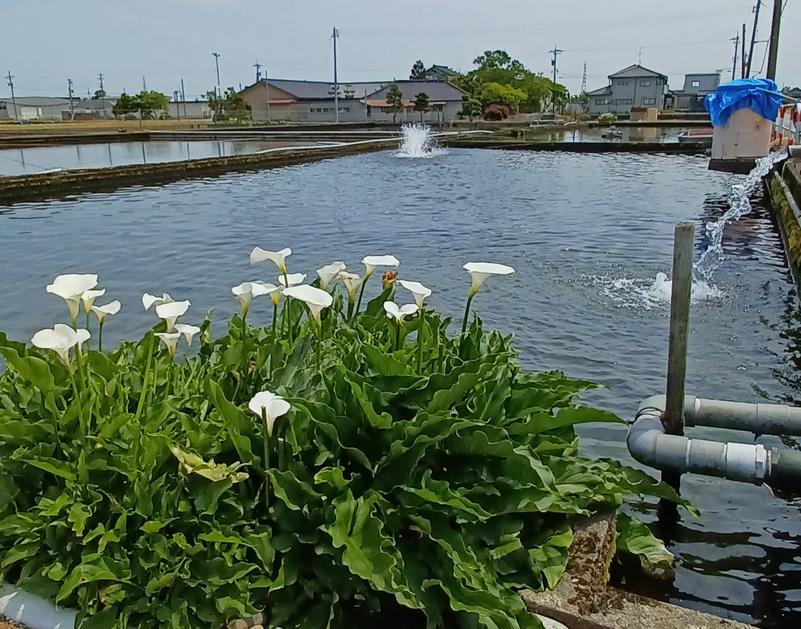 しょう1188さんの光明石温泉 福岡の湯のサ活写真