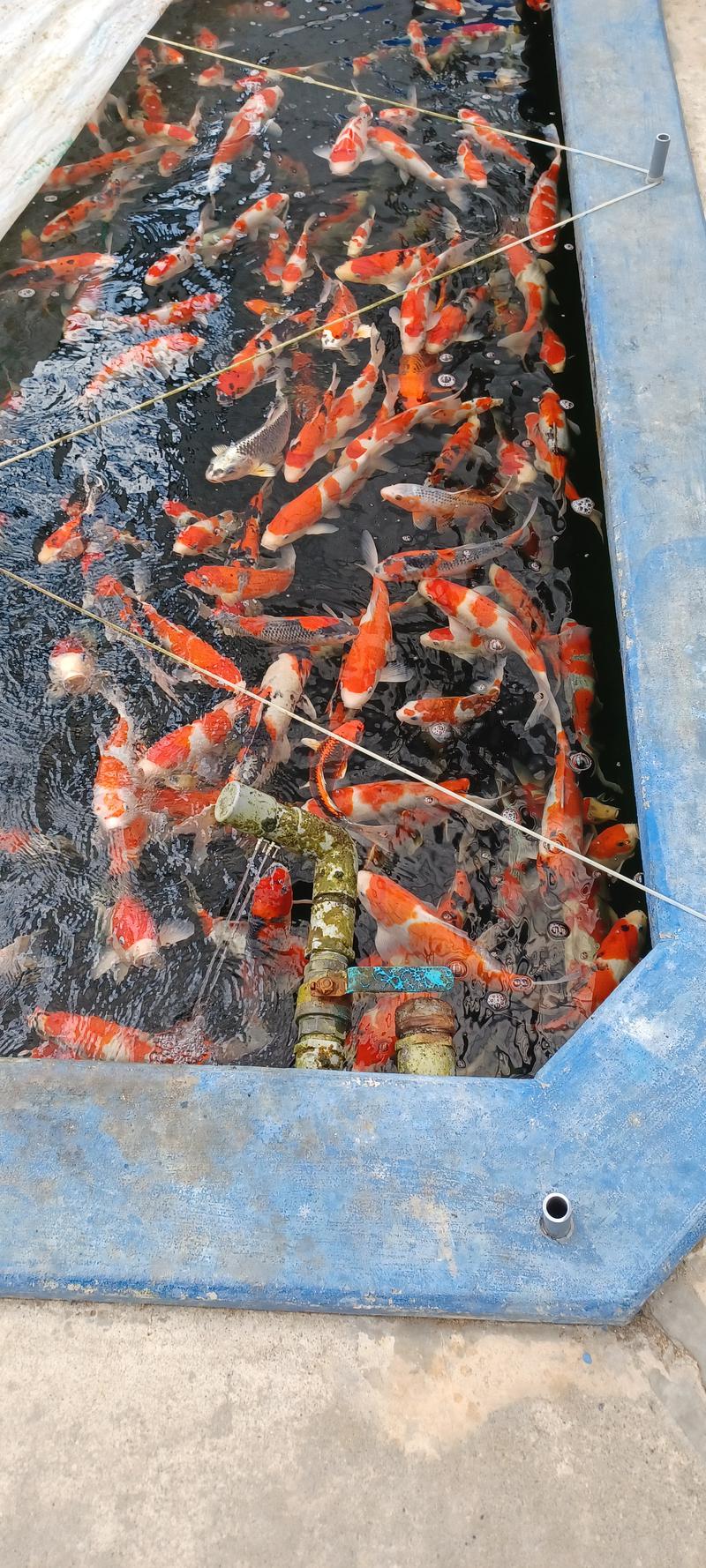 しょう1188さんの光明石温泉 福岡の湯のサ活写真