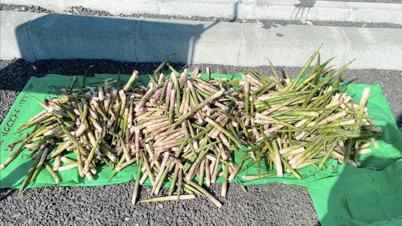 yumecoさんの青の洞窟温泉 ピパの湯 ゆ〜りん館のサ活写真