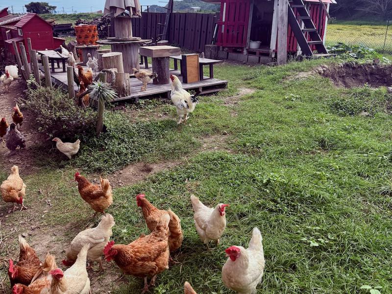 稲花 TŌKA Stay&Retreat 鶏と合鴨