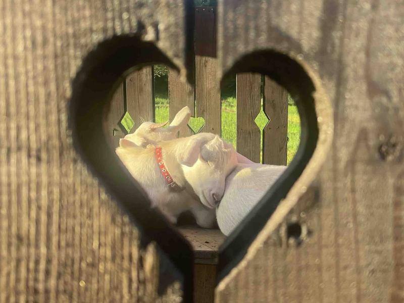 稲花 TŌKA Stay&Retreat 山羊