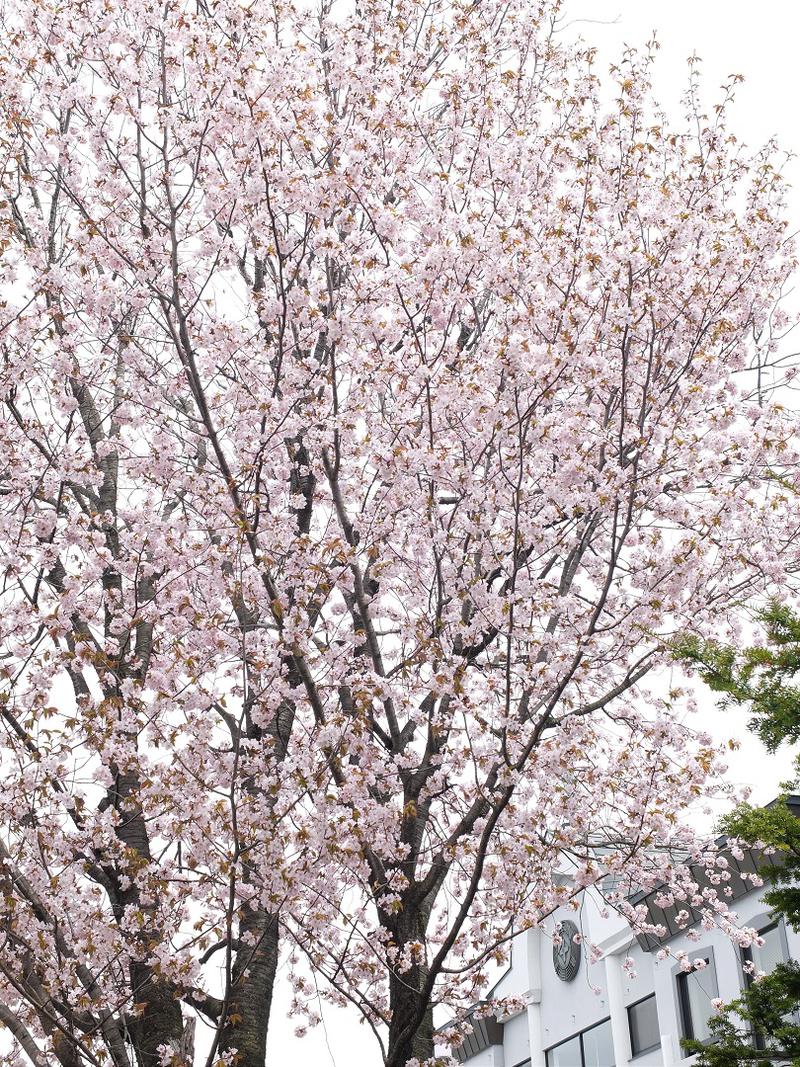 快特ういんでぃーさんの慶誠寺湯堂サウナ寺ス(サウナテラス)のサ活写真