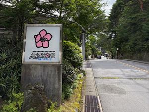 アルペンローゼ 写真