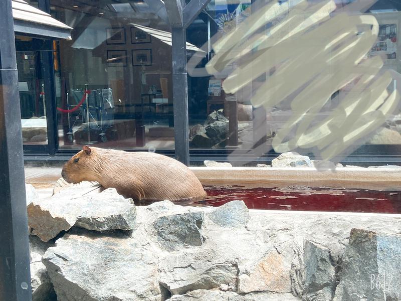 みーさんの石狩天然温泉 番屋の湯のサ活写真