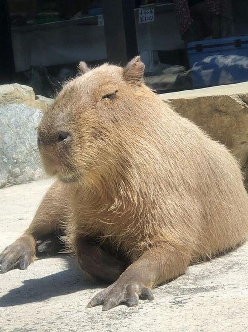 kazzcapy216さんの石狩天然温泉 番屋の湯のサ活写真