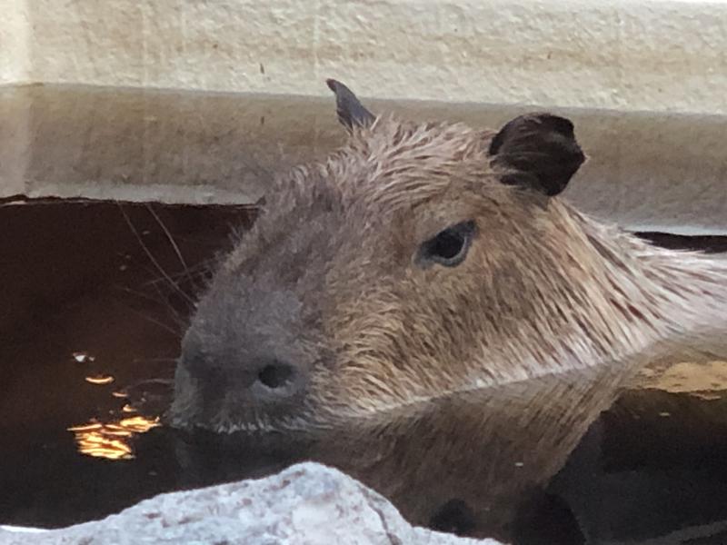 kazzcapy216さんの石狩天然温泉 番屋の湯のサ活写真