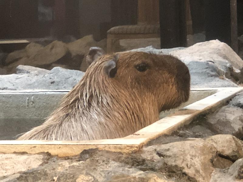 kazzcapy216さんの石狩天然温泉 番屋の湯のサ活写真