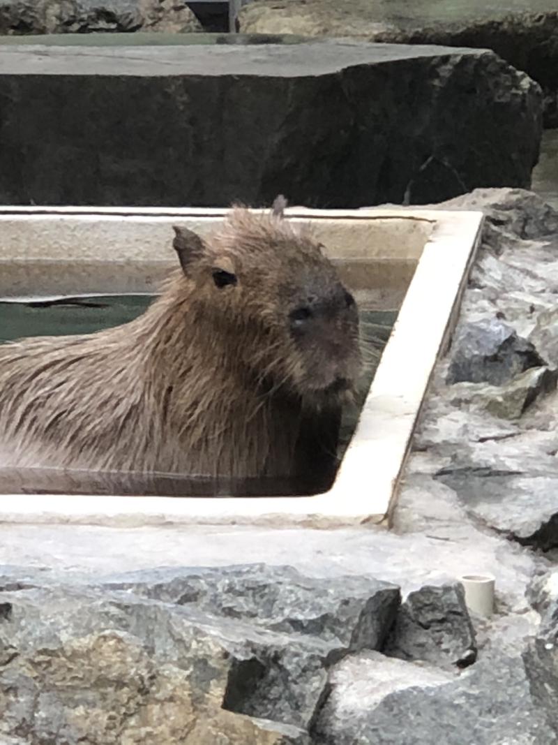 kazzcapy216さんの石狩天然温泉 番屋の湯のサ活写真