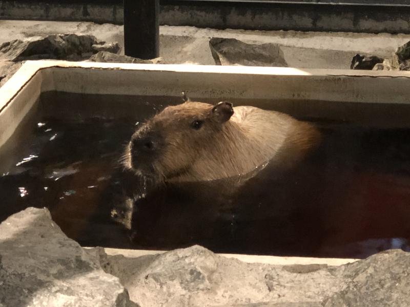 kazzcapy216さんの石狩天然温泉 番屋の湯のサ活写真