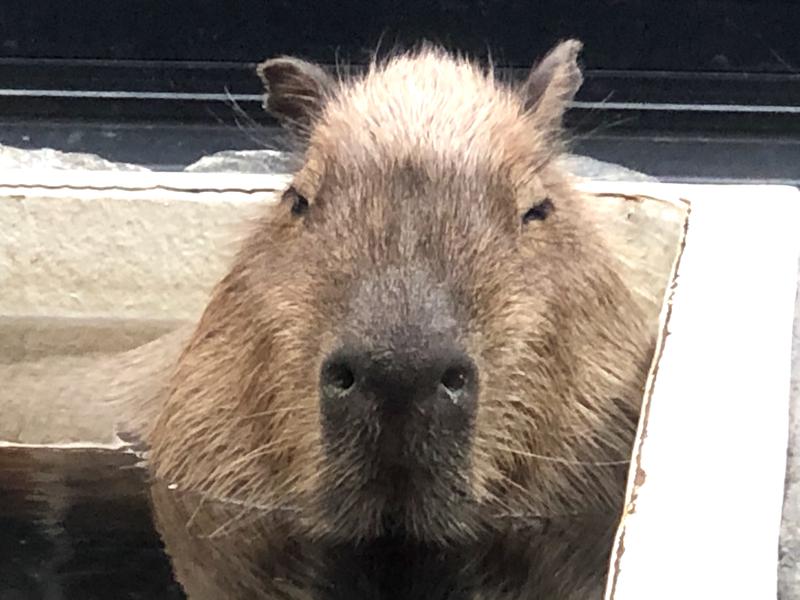 kazzcapy216さんの石狩天然温泉 番屋の湯のサ活写真