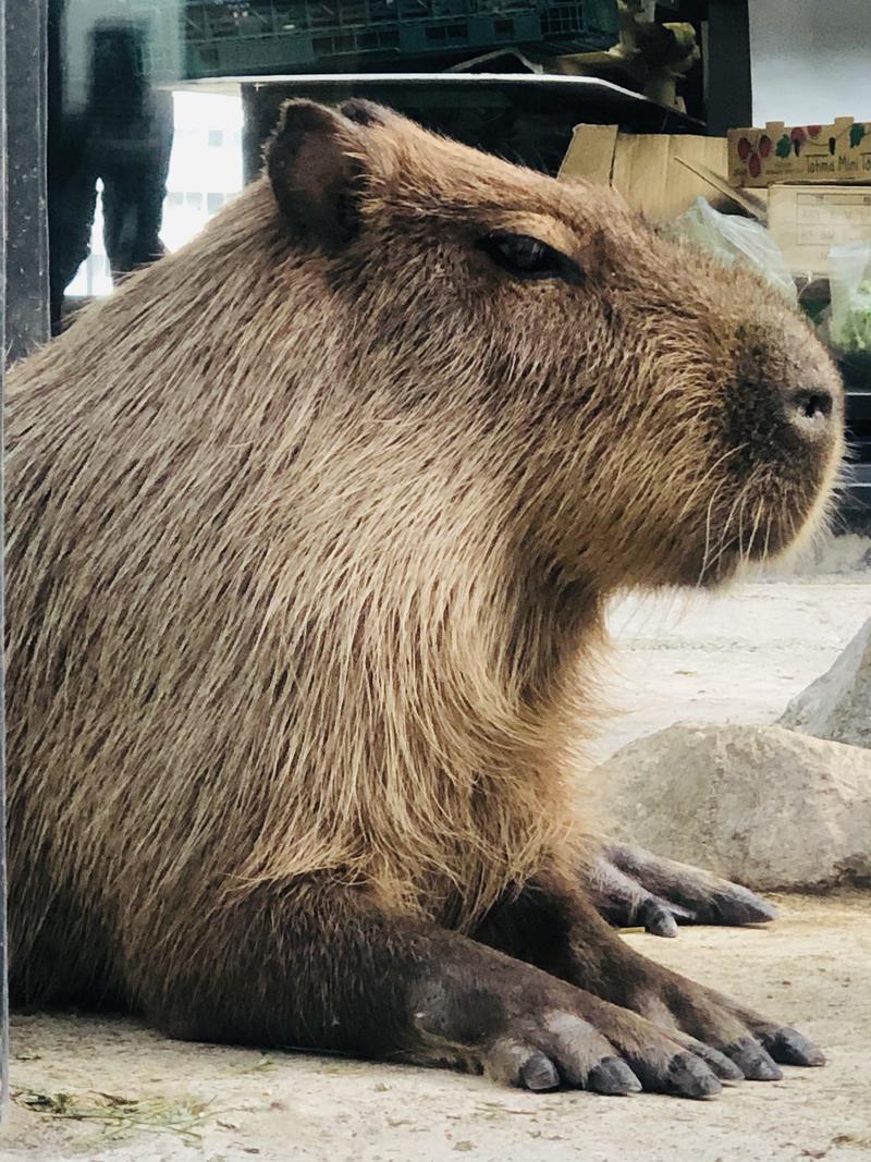 kazzcapy216さんの石狩天然温泉 番屋の湯のサ活写真