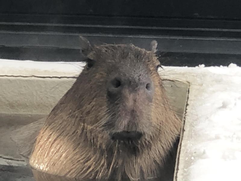 kazzcapy216さんの石狩天然温泉 番屋の湯のサ活写真