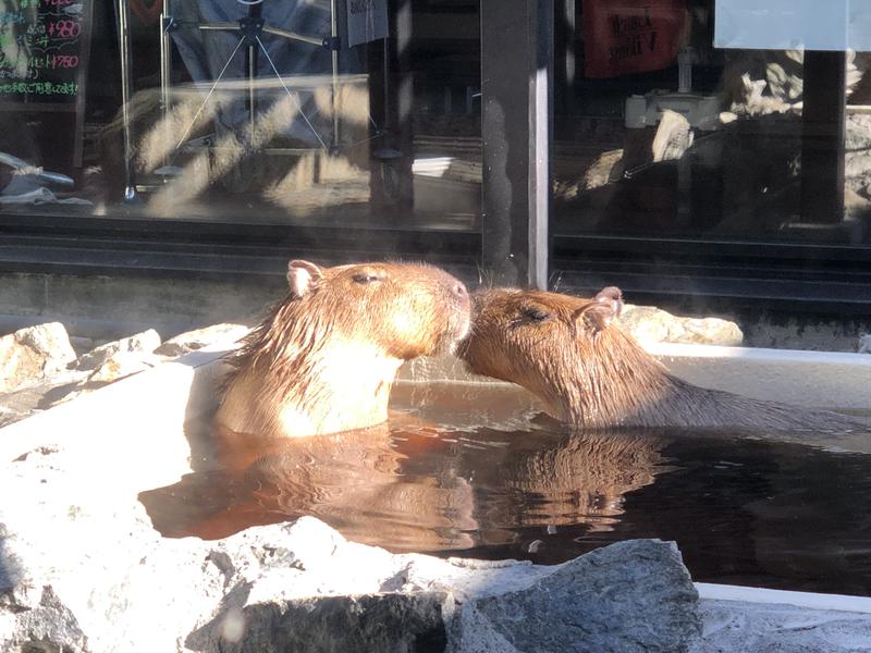 kazzcapy216さんの石狩天然温泉 番屋の湯のサ活写真