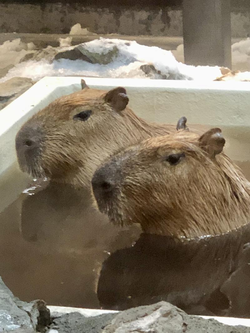 kazzcapy216さんの石狩天然温泉 番屋の湯のサ活写真