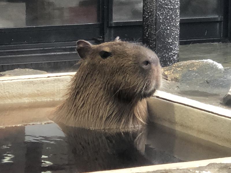 kazzcapy216さんの石狩天然温泉 番屋の湯のサ活写真