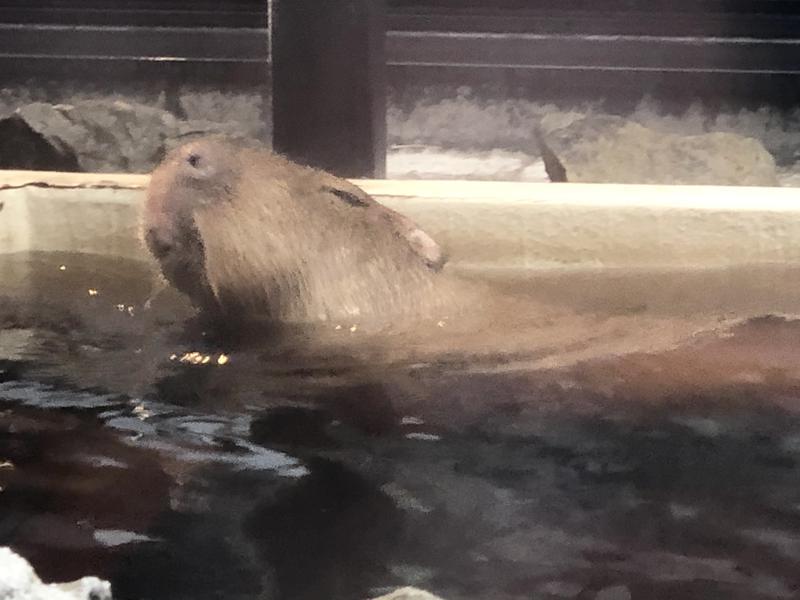 kazzcapy216さんの石狩天然温泉 番屋の湯のサ活写真