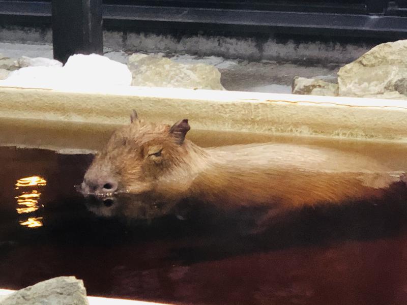 kazzcapy216さんの石狩天然温泉 番屋の湯のサ活写真