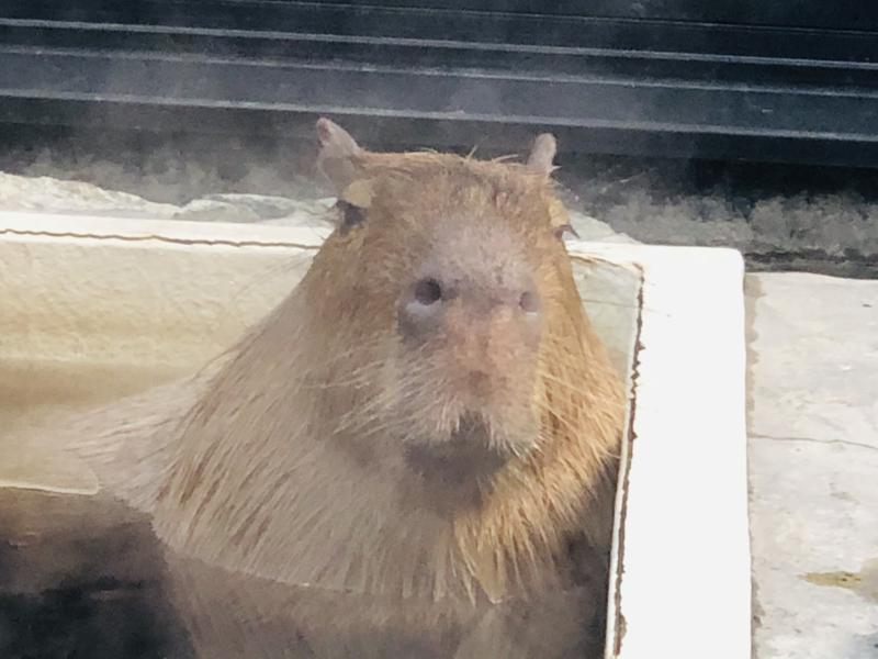 kazzcapy216さんの石狩天然温泉 番屋の湯のサ活写真