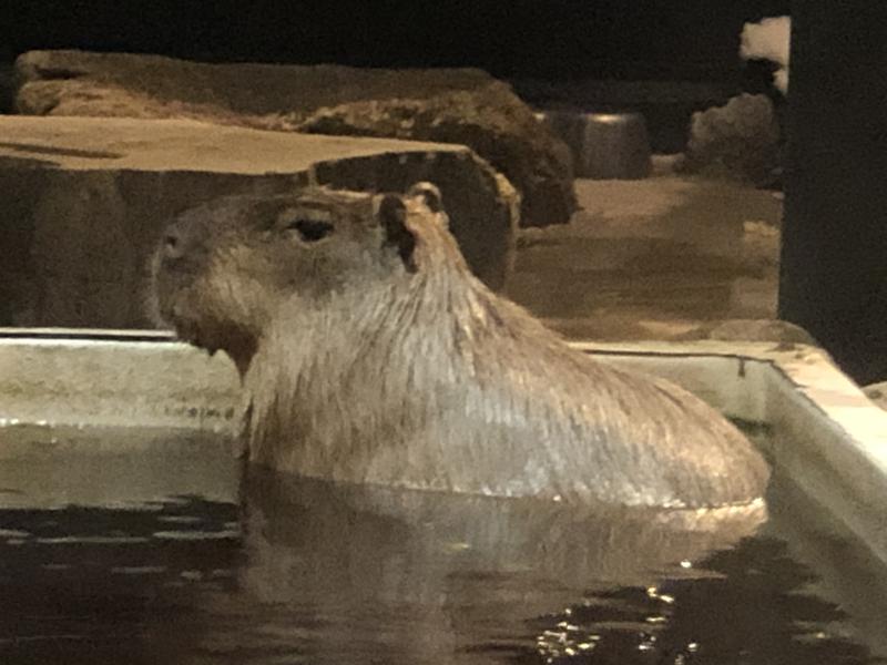 kazzcapy216さんの石狩天然温泉 番屋の湯のサ活写真