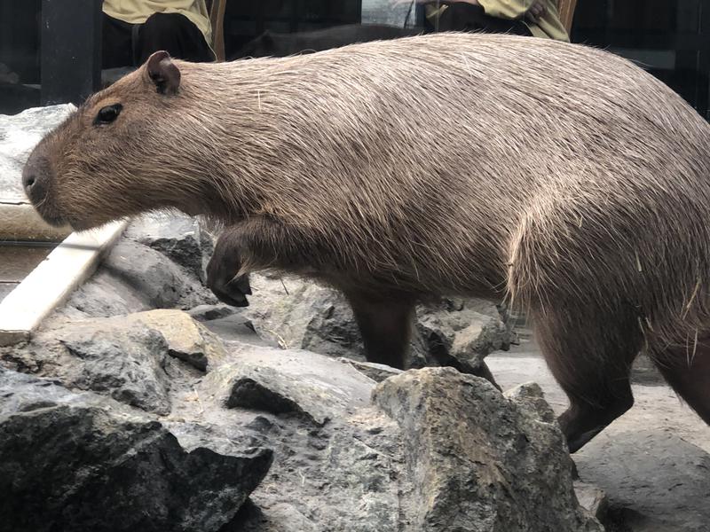 kazzcapy216さんの石狩天然温泉 番屋の湯のサ活写真