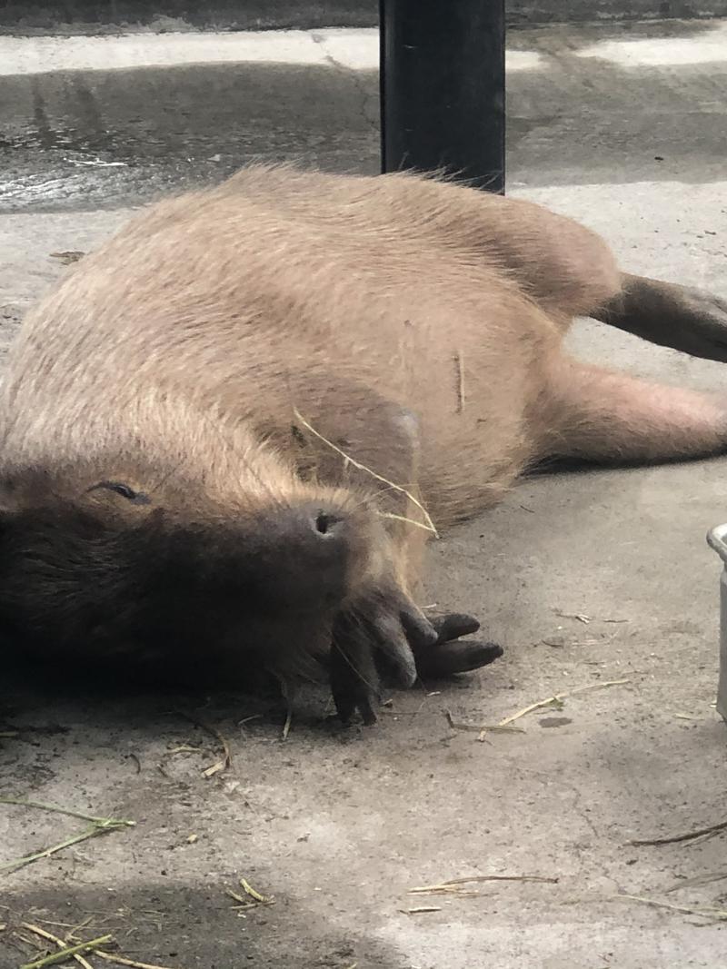 kazzcapy216さんの石狩天然温泉 番屋の湯のサ活写真