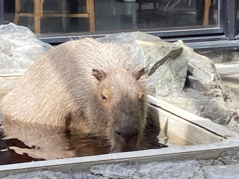 なまらさうな～さんの石狩天然温泉 番屋の湯のサ活写真