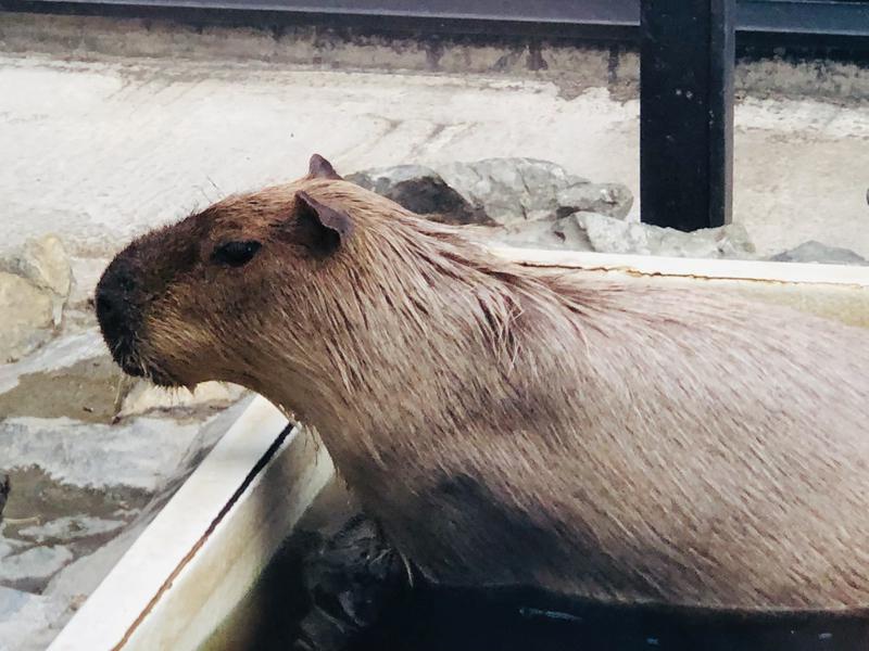 kazzcapy216さんの石狩天然温泉 番屋の湯のサ活写真