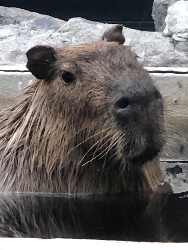 kazzcapy216さんの石狩天然温泉 番屋の湯のサ活写真