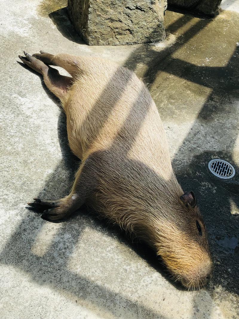 kazzcapy216さんの石狩天然温泉 番屋の湯のサ活写真