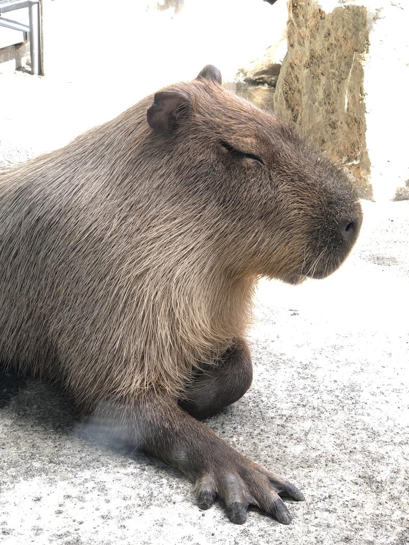 kazzcapy216さんの石狩天然温泉 番屋の湯のサ活写真