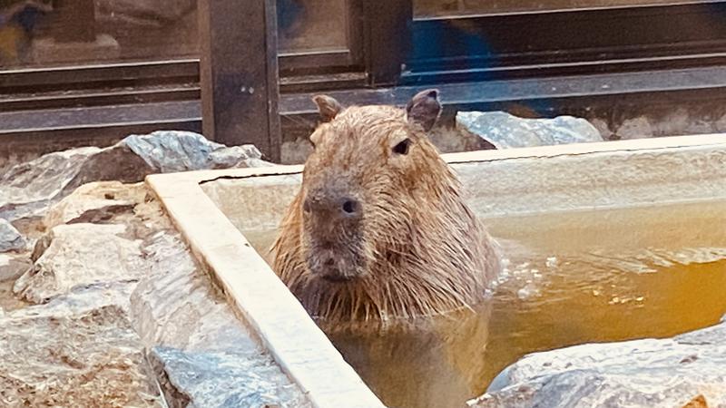 極悪非道の禅釜尚さんの石狩天然温泉 番屋の湯のサ活写真