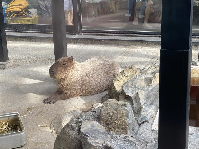 納豆マンさんの石狩天然温泉 番屋の湯のサ活写真