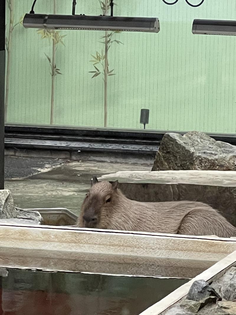 ヒビヨシさんの石狩天然温泉 番屋の湯のサ活写真