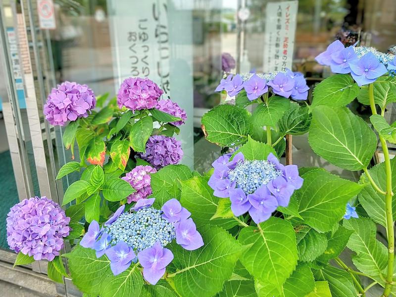 川北町役場 ふれあい健康センター 季節ごとのお花が楽しめます