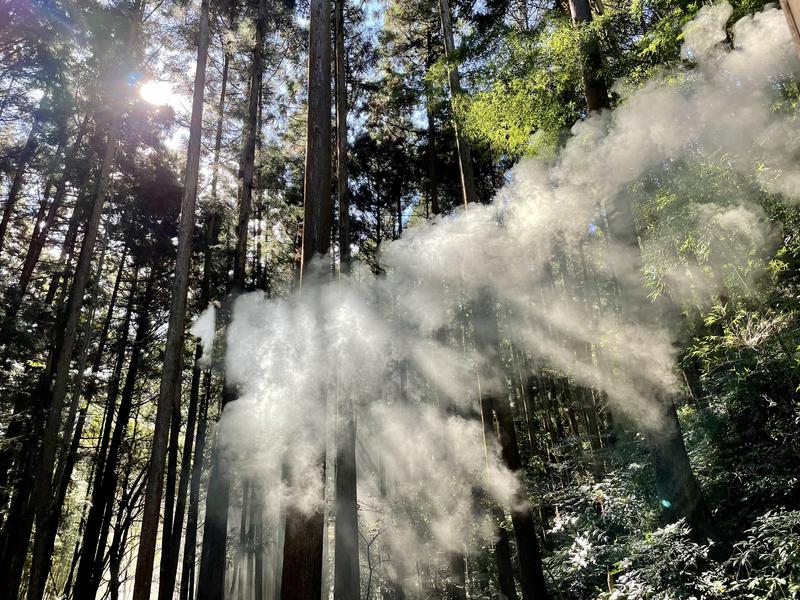 森のサウナ 木漏れ日と煙
