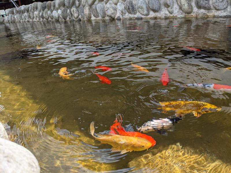 粗塩さんの宮川温泉おんり～湯 (飛騨まんが王国)のサ活写真