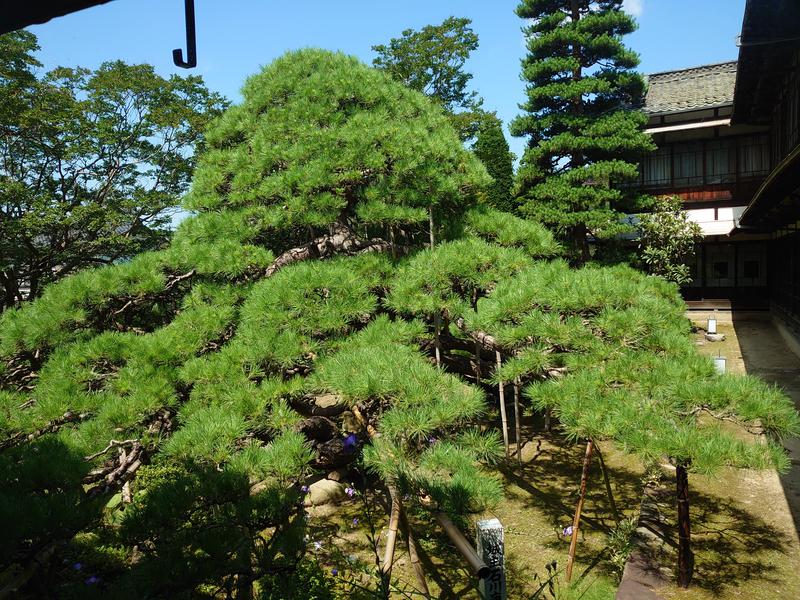 自由な旅人さんの枇杷の湯のサ活写真