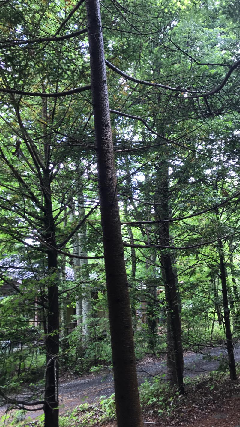 田中です、いつもありがとうございます。さんの鮎川温泉 金井の湯のサ活写真