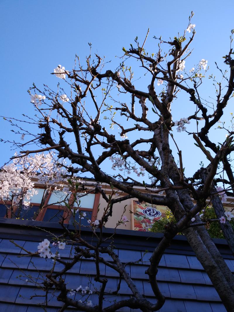 ミケマロさんの湯屋敷孝楽のサ活写真