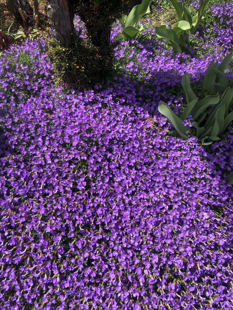 サライさんの湯処花ゆづきのサ活写真