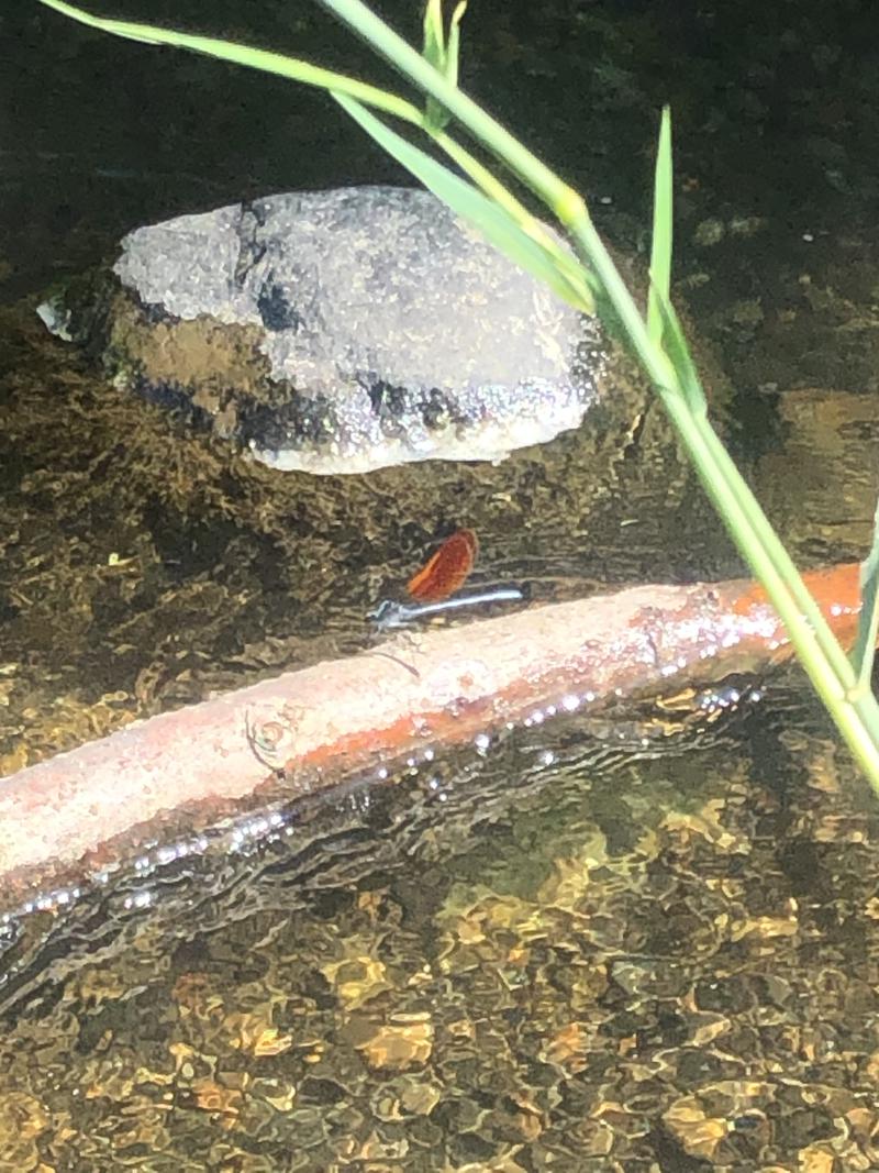 サライさんの湯処花ゆづきのサ活写真