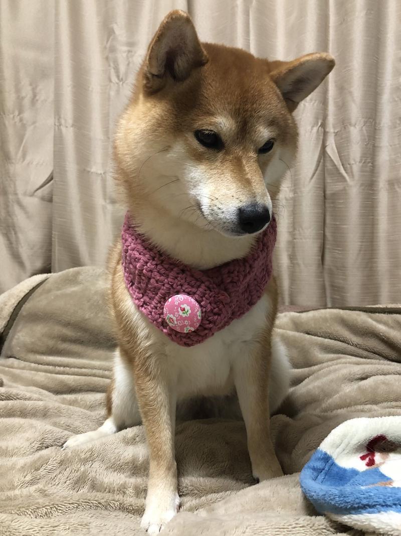 ほっちゃんさんの湯乃泉 草加健康センターのサ活写真