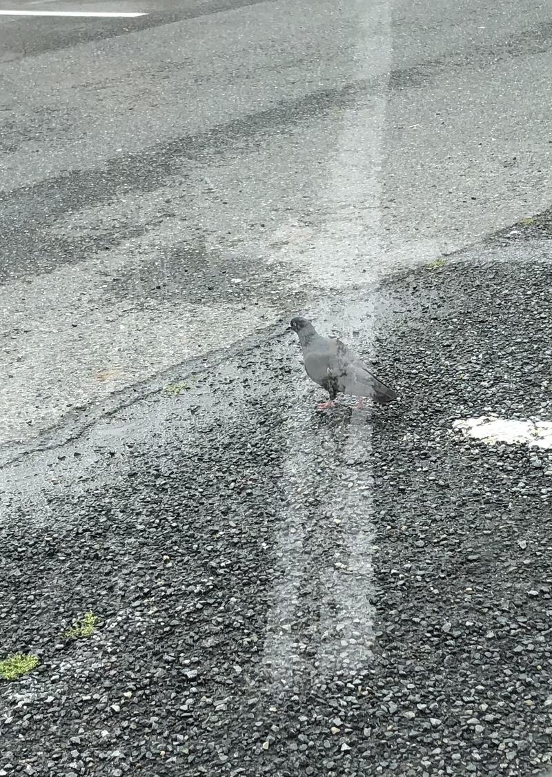 3セット🚲😵さんの湯乃泉 草加健康センターのサ活写真