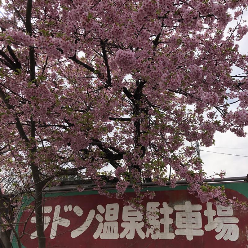 メメンモリさんの松戸ラドン温泉 湯るりのサ活写真