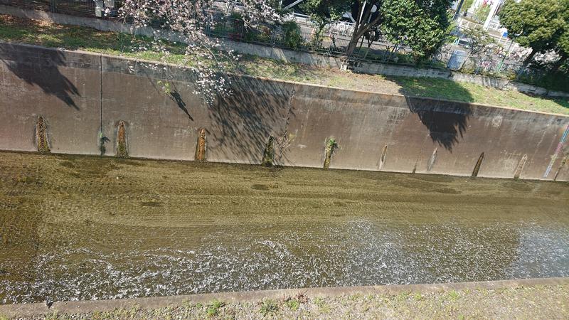 ダグさんの豊島園 庭の湯のサ活写真