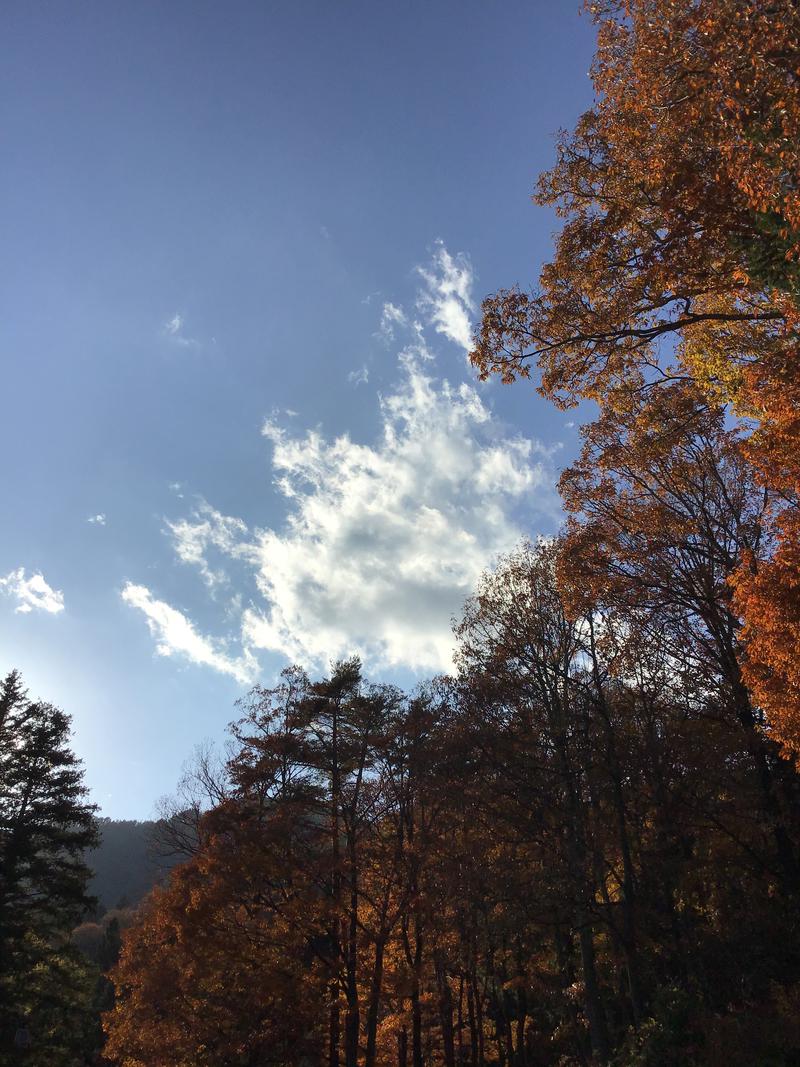 黒猫finkさんの信州駒ヶ根高原家族旅行村 露天こぶしの湯のサ活写真