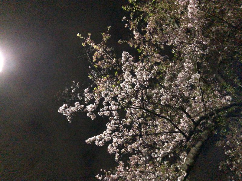 ぴぴのすけさんのおふろの王様 花小金井店のサ活写真