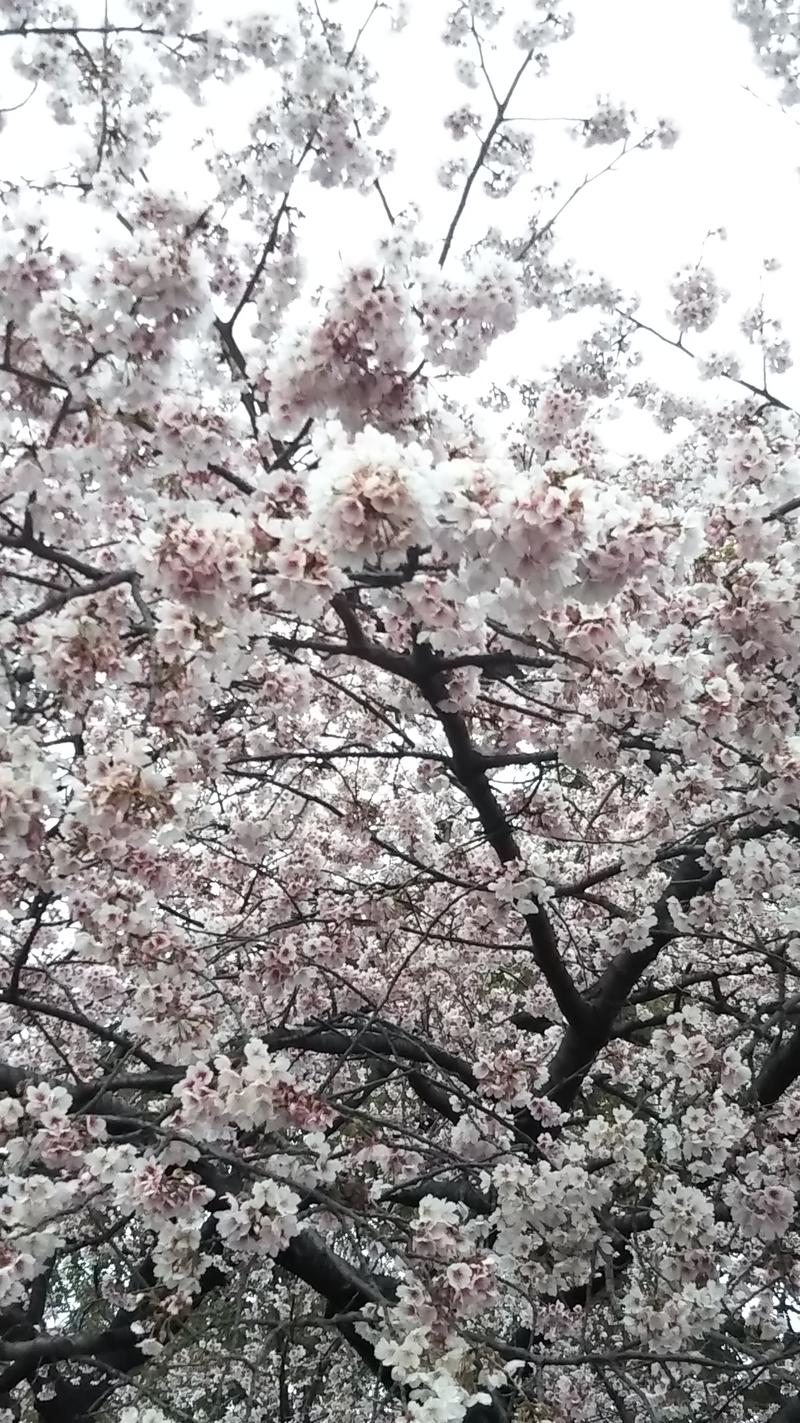 かなさんの東上野 寿湯のサ活写真