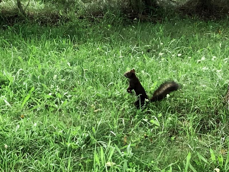 ゆ狸ぽんさんの森林公園温泉 きよらのサ活写真